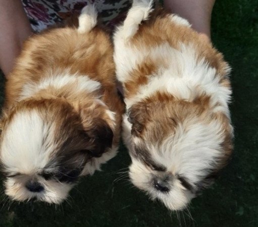 Shih tzu