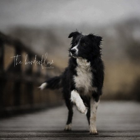 Border collie