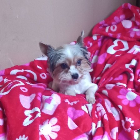 Biewer yorki
