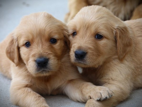 Golden retriever