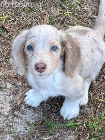 Dachshund Puppies For Adoption Or Sale