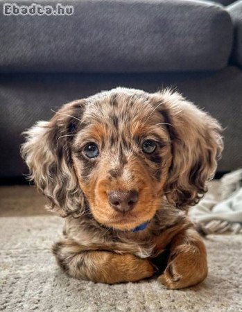 Dachshund Puppies For Adoption Or Sale