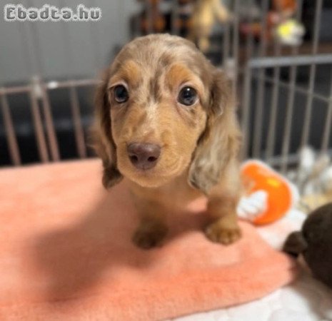 Dachshund Puppies For Adoption Or Sale