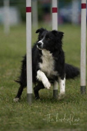 Border collie