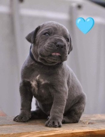 Cane Corso