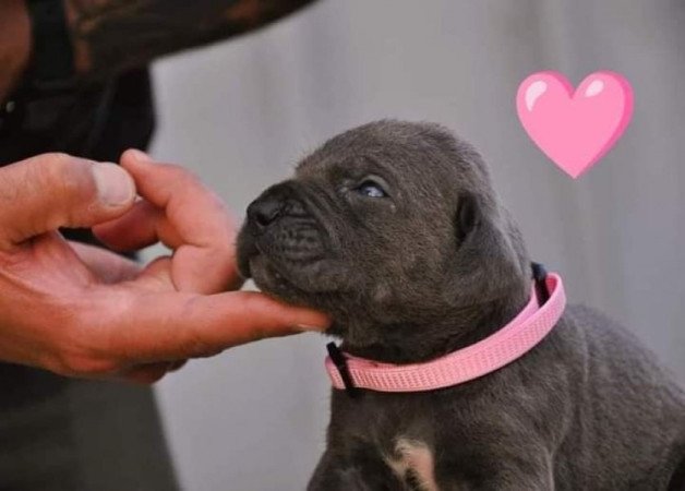 Cane Corso