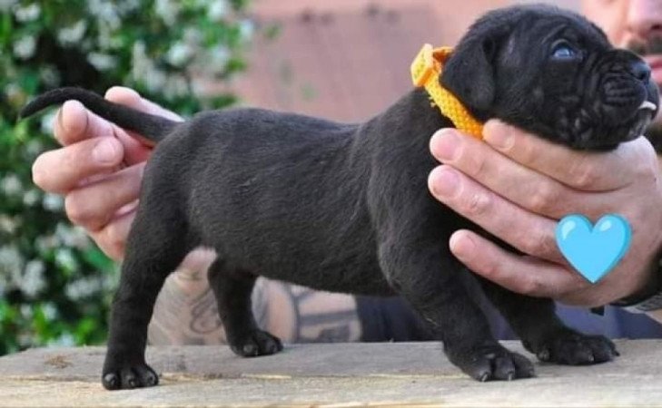 Cane Corso