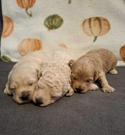 Maltipoo