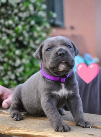 Cane Corso