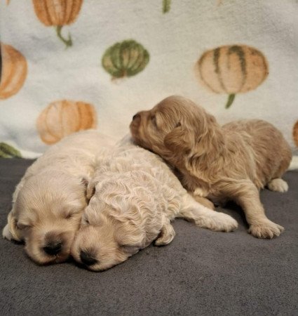 Maltipoo