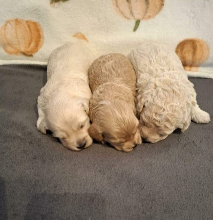 Maltipoo
