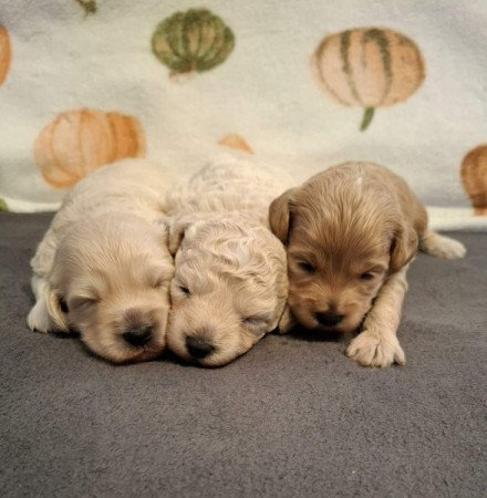 Maltipoo