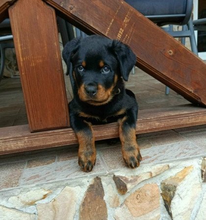 Rottweiler