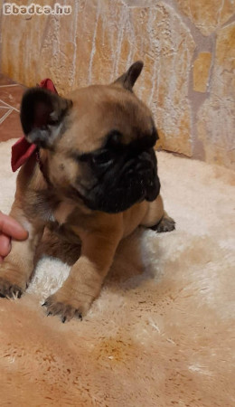 Francia bulldog kiskutya