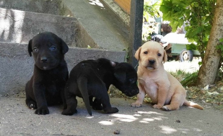 Labrador retriever