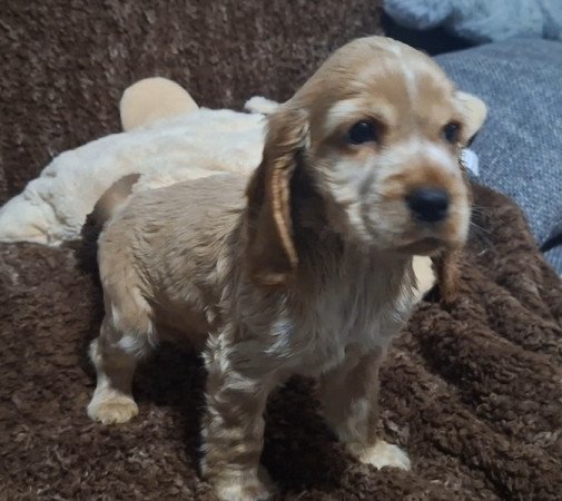 Angol cocker spániel