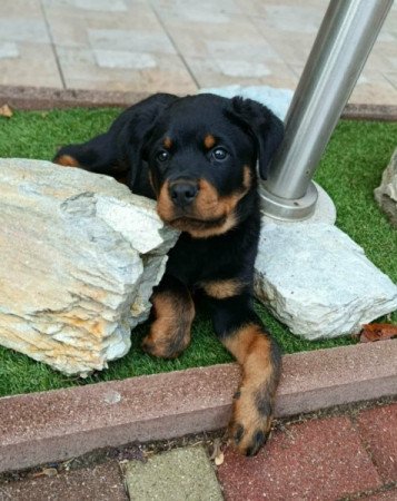 Rottweiler