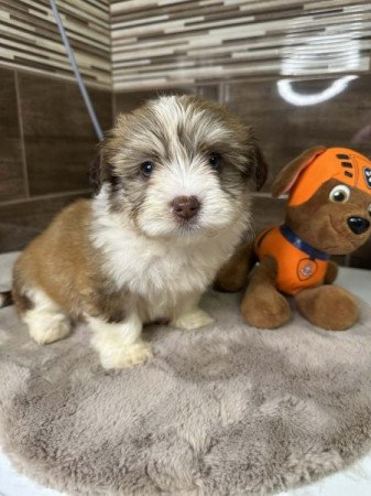 Bichon Havanese