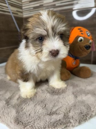 Bichon Havanese