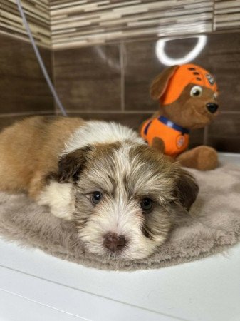 Bichon Havanese