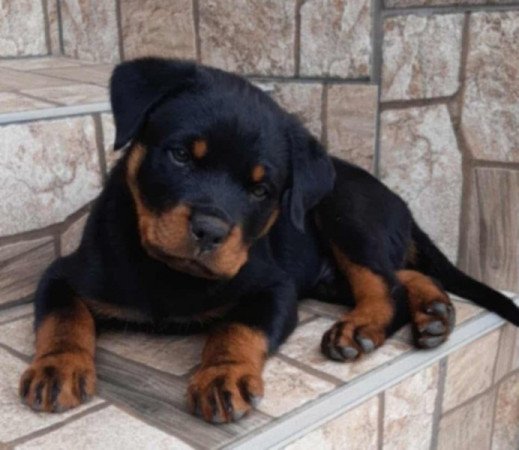 Rottweiler