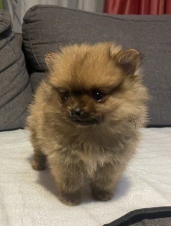 Pomerániai Törpe Spitz