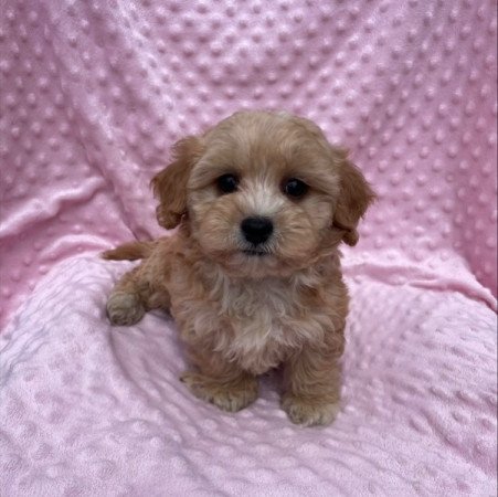 Maltipoo