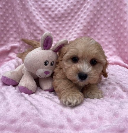 Maltipoo