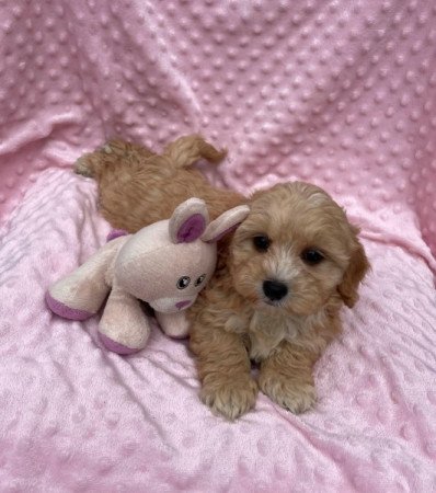 Maltipoo
