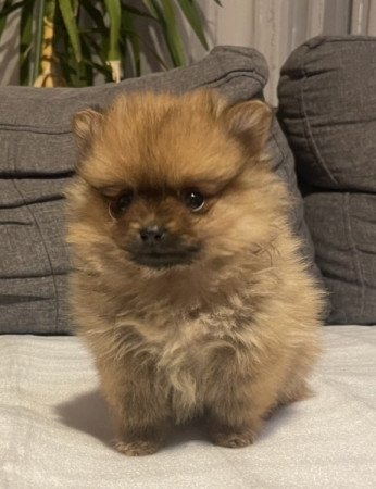 Pomerániai Törpe Spitz