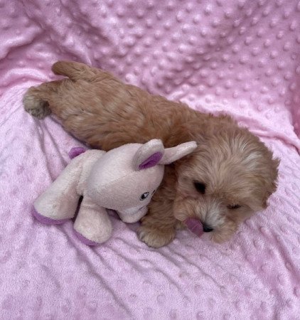 Maltipoo