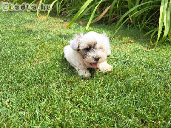 Bichon havanese kislány kutyus gazdit keresnek.