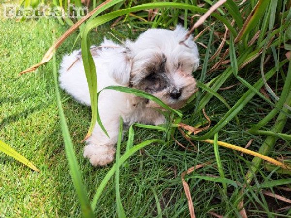 Bichon havanese kislány kutyus gazdit keresnek.