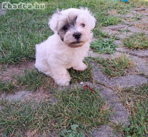 Bichon havanese kislány kutyus gazdit keresnek.