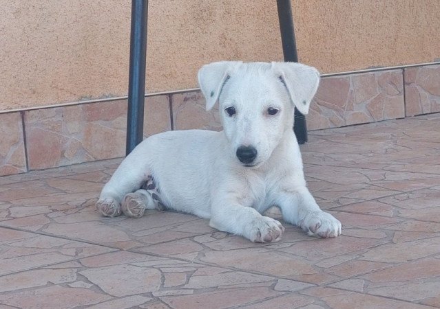 Jack Russel terrier