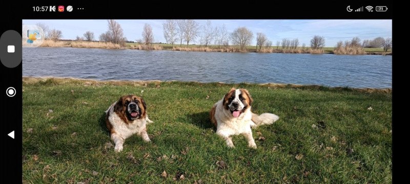 Moszkvai őrkutya