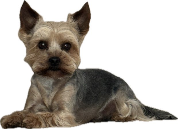 Yorkshire terrier kan fedezne