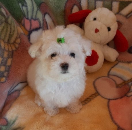 Bichon Havanese