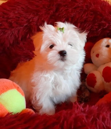 Bichon Havanese