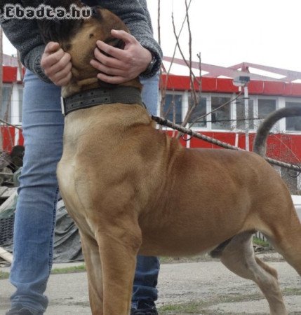 African Boerboel Puppies