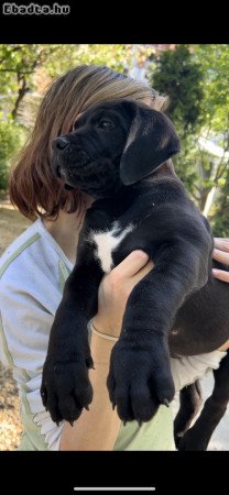 African Boerboel Puppies