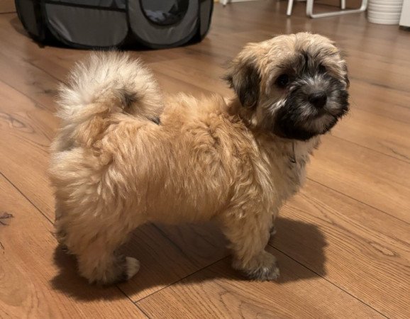 Bichon havanese
