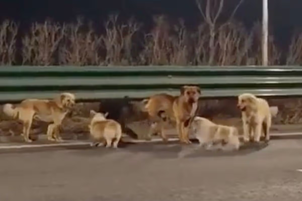 Bátor corgi szembeszállt a húsiparral, hogy hazavezesse kutyabarátait