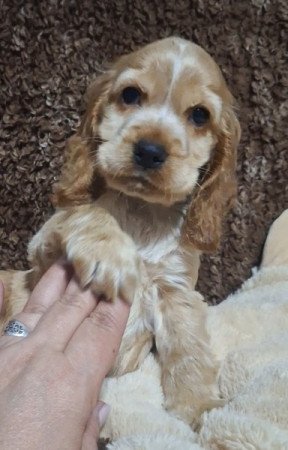 Angol cocker spániel