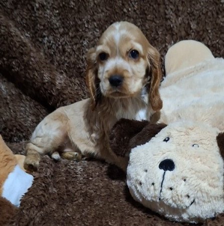 Angol cocker spániel