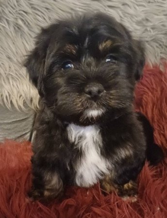 bichon havanese