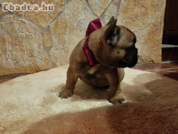 Francia bulldog kiskutya