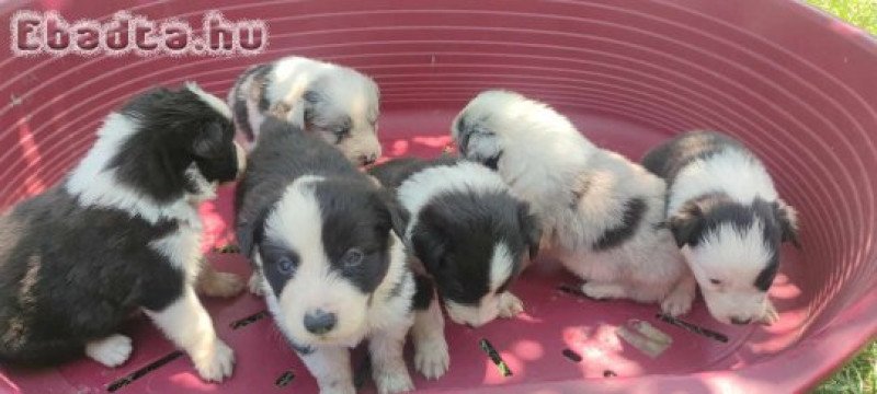 Border Collie 6 hetesen elvihető