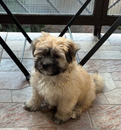 Bichon havanese