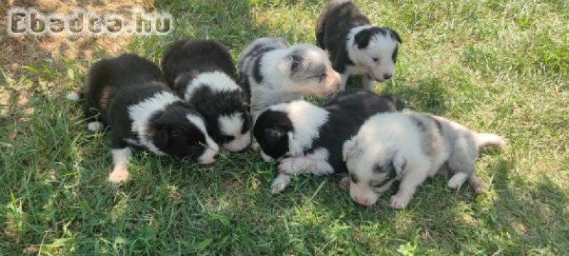 Border Collie 6 hetesen elvihető